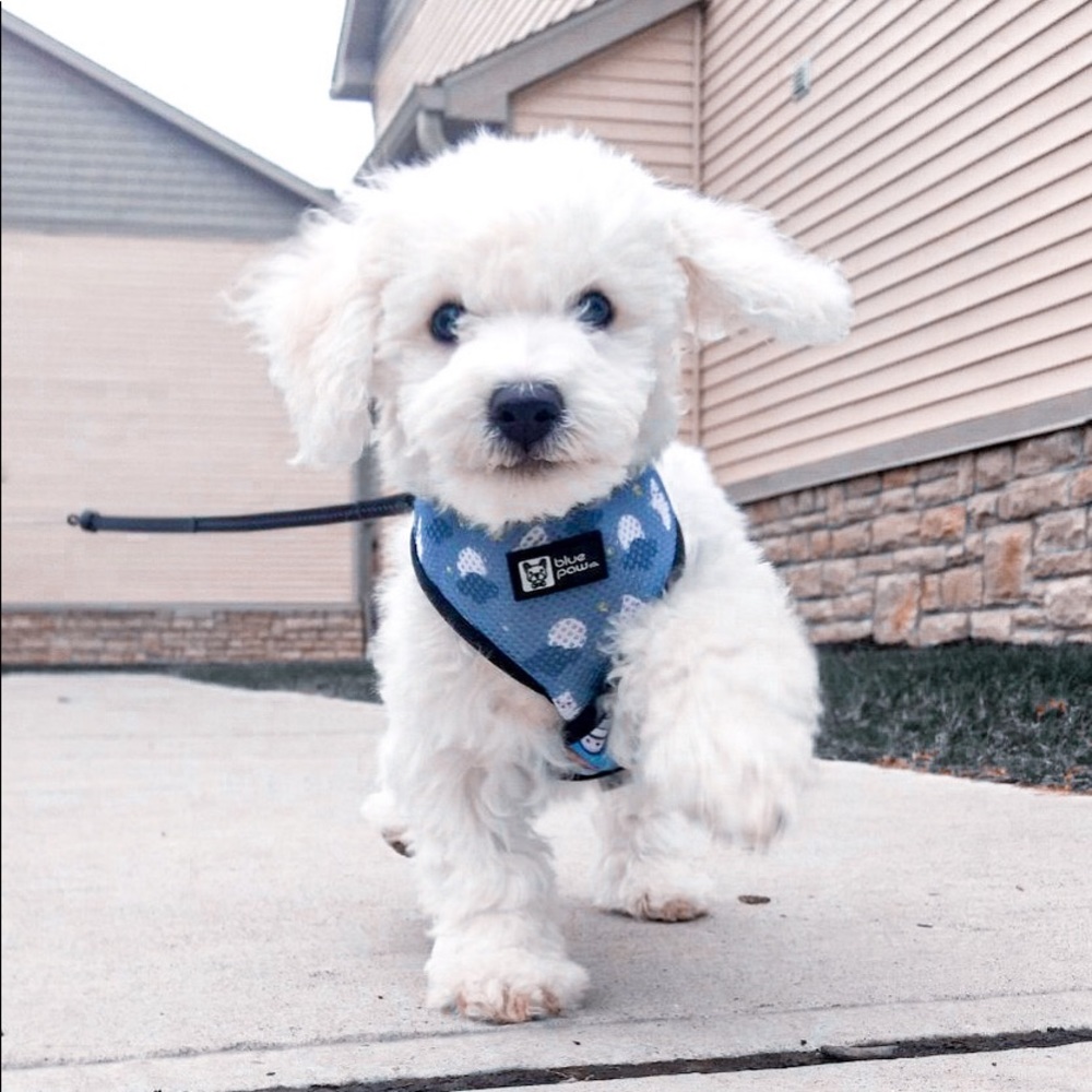 Blue Paw Co Puppy Harness